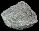 Pyrite Replaced Brachiopod (Paraspirifer) - Ohio #52712-1